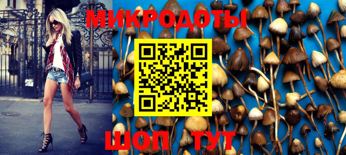 Галлюциногенные грибы Psilocybe Нововоронеж